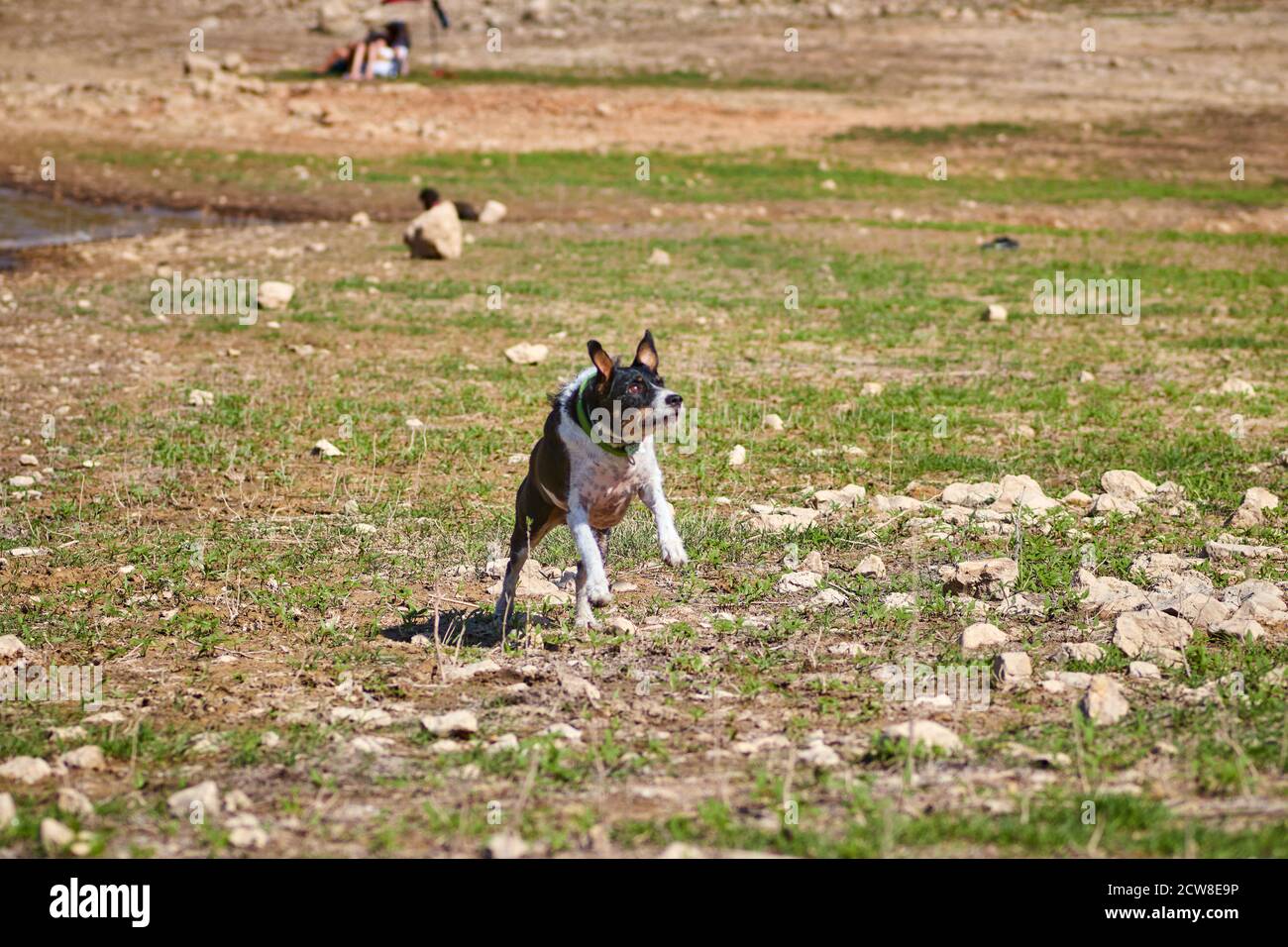 beautiful black and white dog running on a green meadow Stock Photo - Alamy