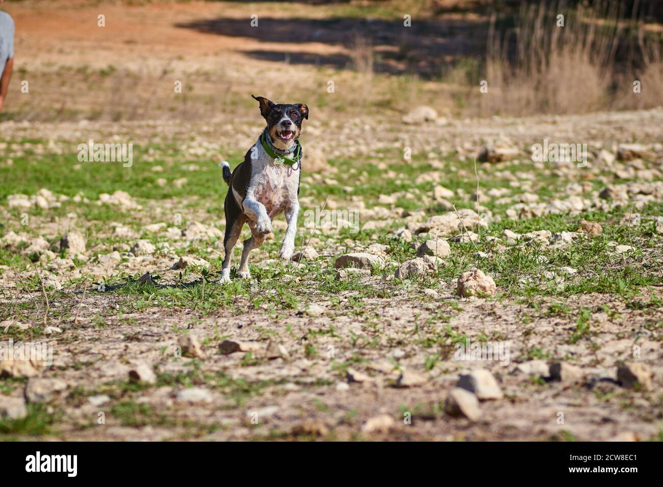 beautiful black and white dog running on a green meadow with a frisbee ...