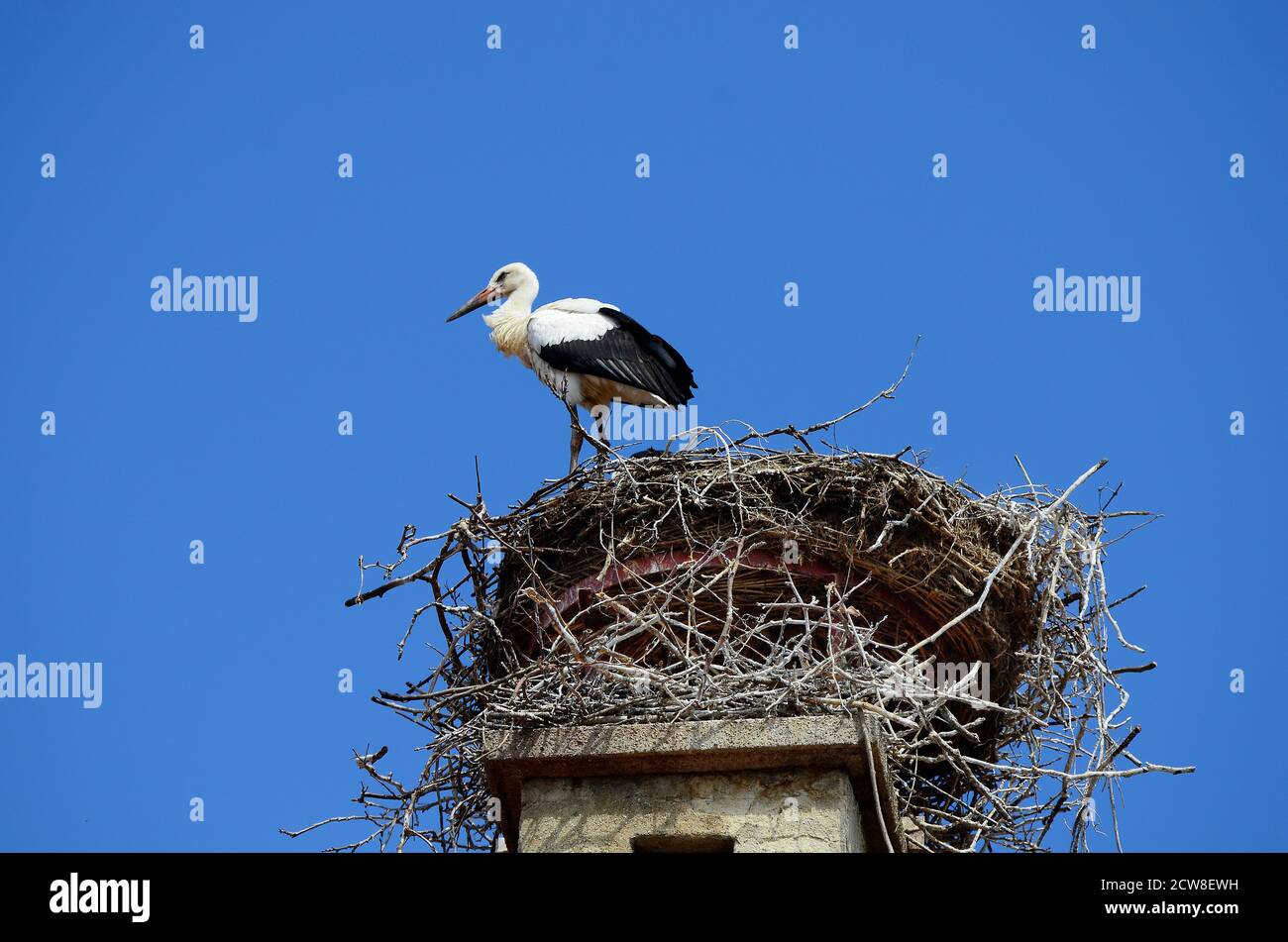 Austria, stork nest on roof in village Rust on Neusiedler Lake, preferred travel destination in Burgenland Stock Photo