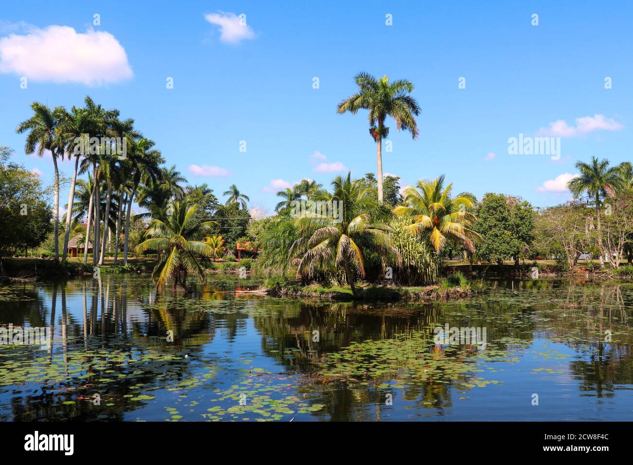 tropical landscape by Playa Giron Cuba Stock Photo