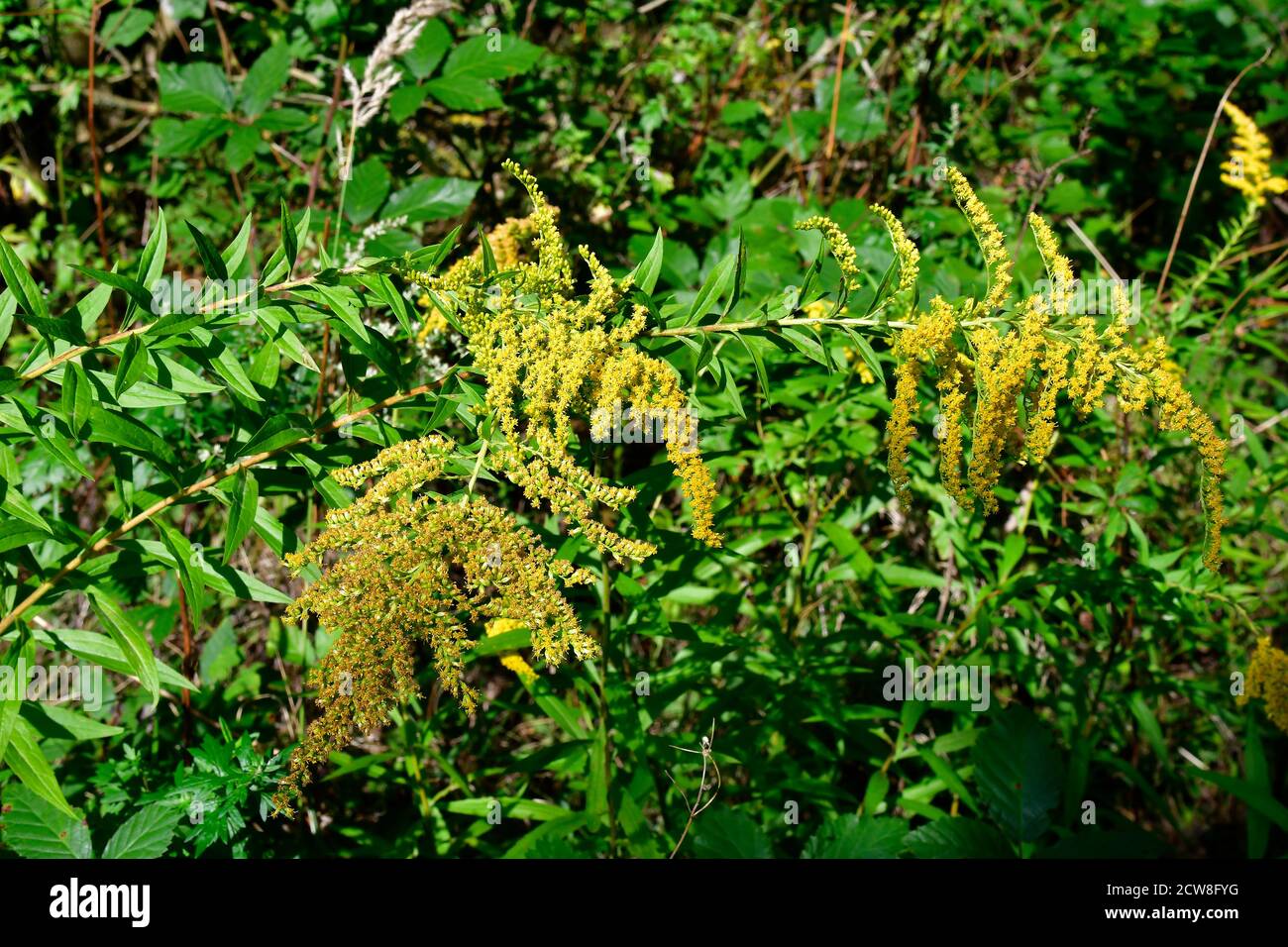 Botany, Canadian Goldenrod Stock Photo