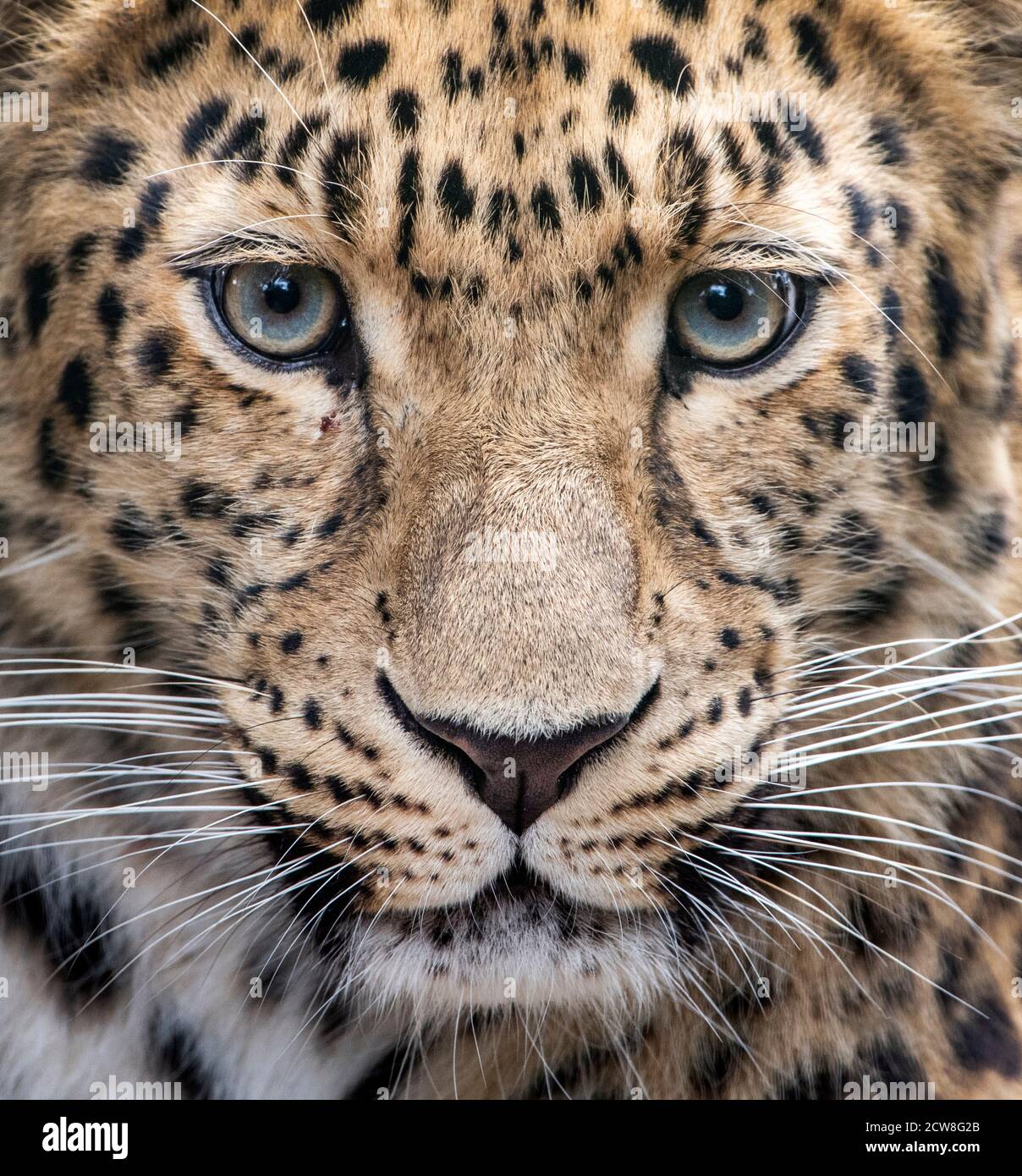Female Amur leopard looking into camera Stock Photo - Alamy