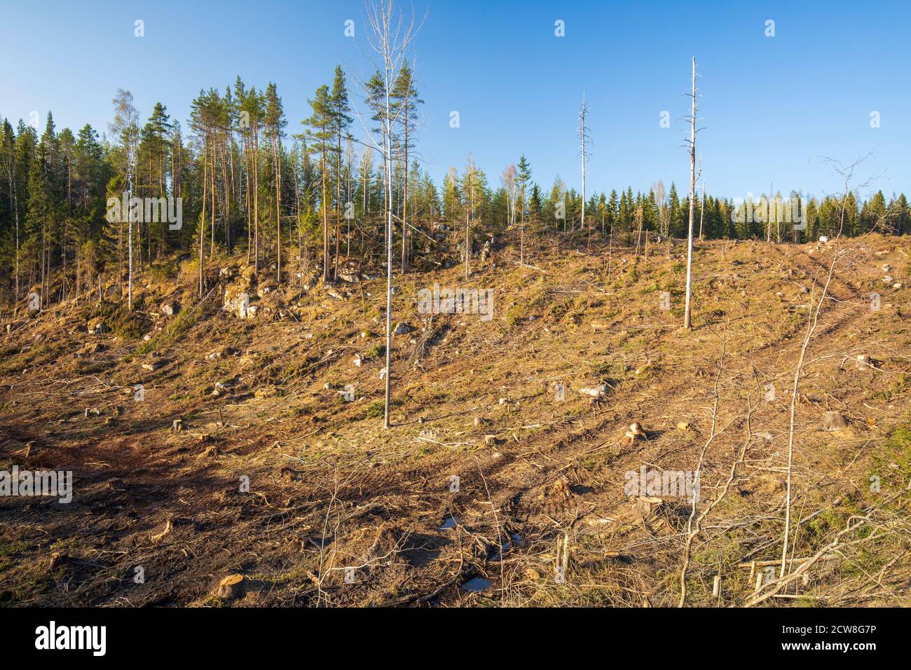 Clear cutting area at Spring , Finland Stock Photo