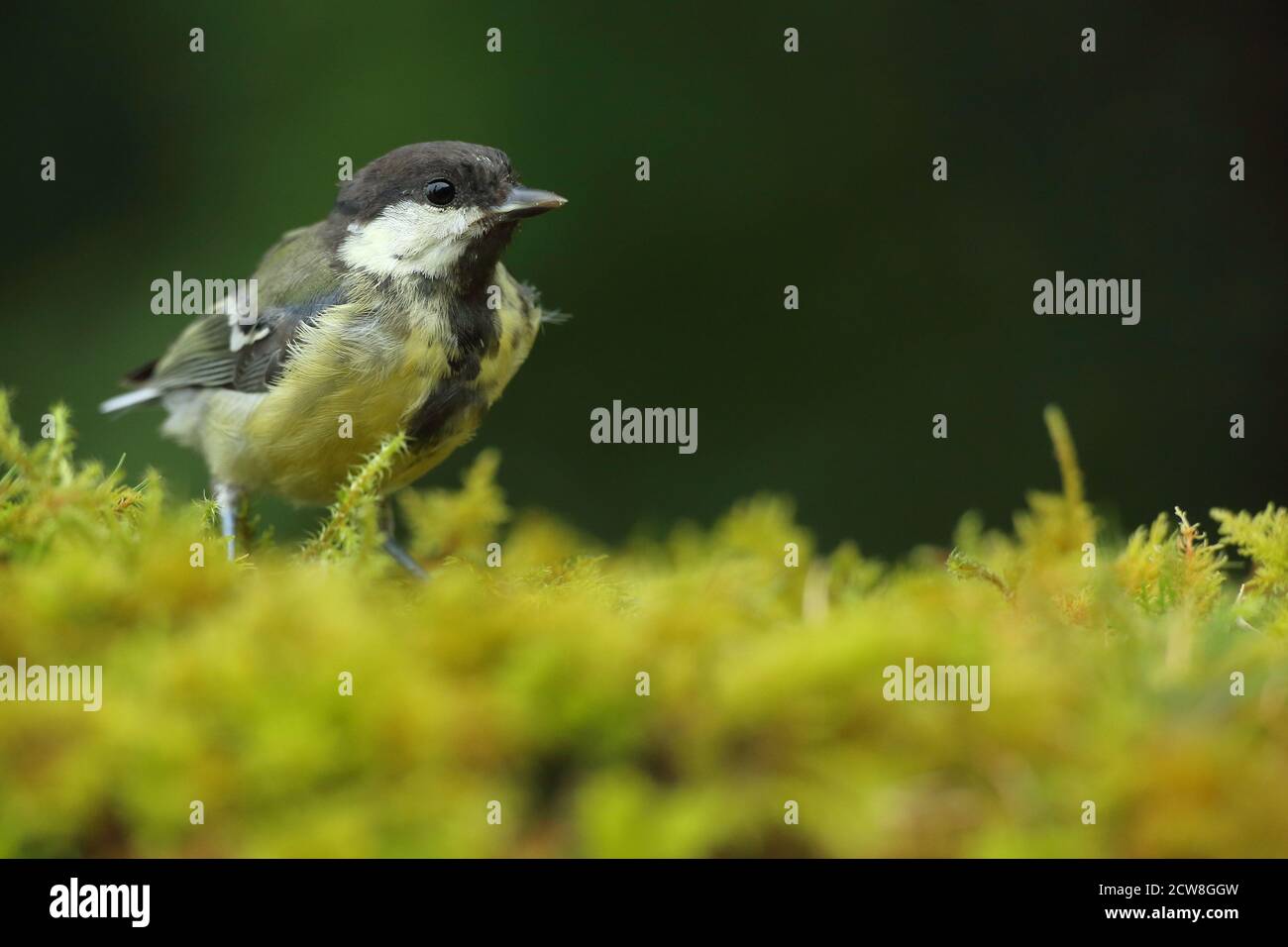 Adult Great Tit bird ( Parus major ) perched in woodland, taken in Wales 2020. Stock Photo