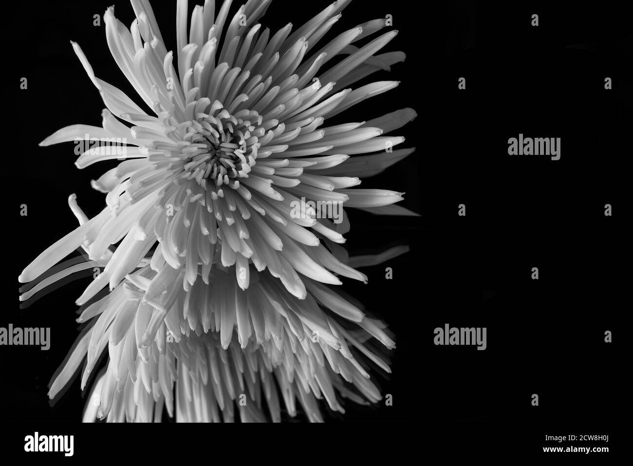 Large blooming chrysanthemum with reflection in black and white Stock Photo