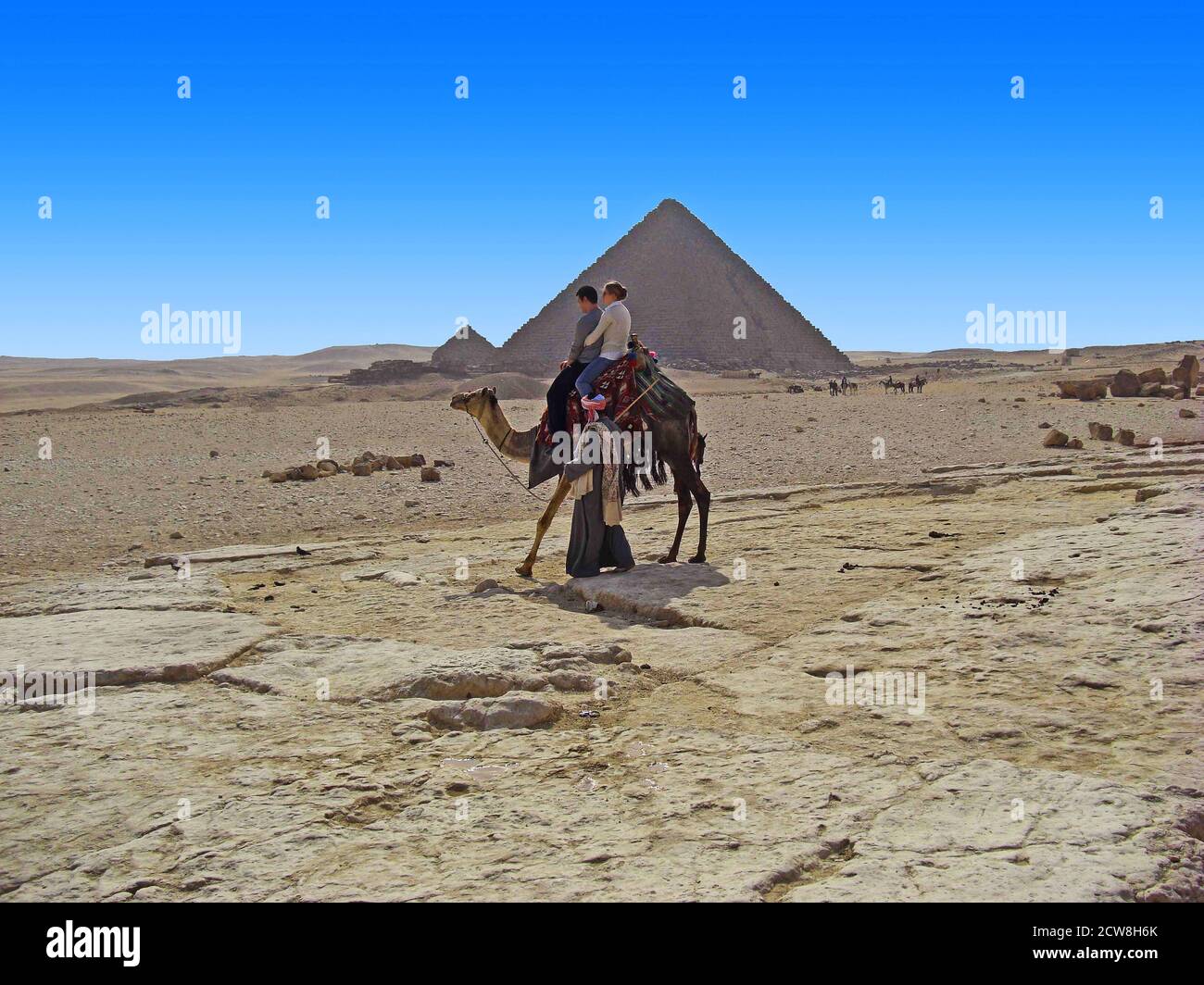 Egypte Chamelier Sur Le Plateau Des Pyramides De Gizeh Stock Photo Alamy