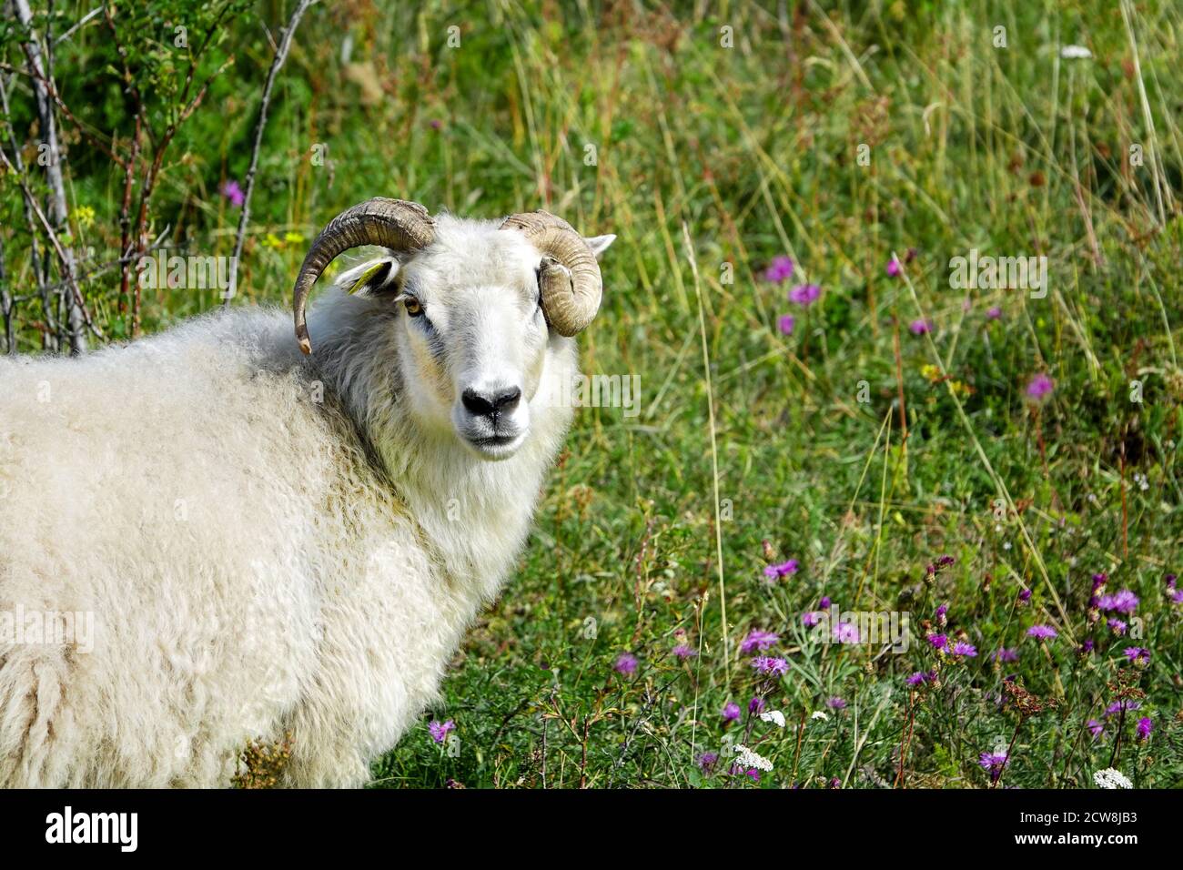 Wild animals with broken horns- sheep portrait. Farmland View of a Woolly Sheep in a Green Field Stock Photo
