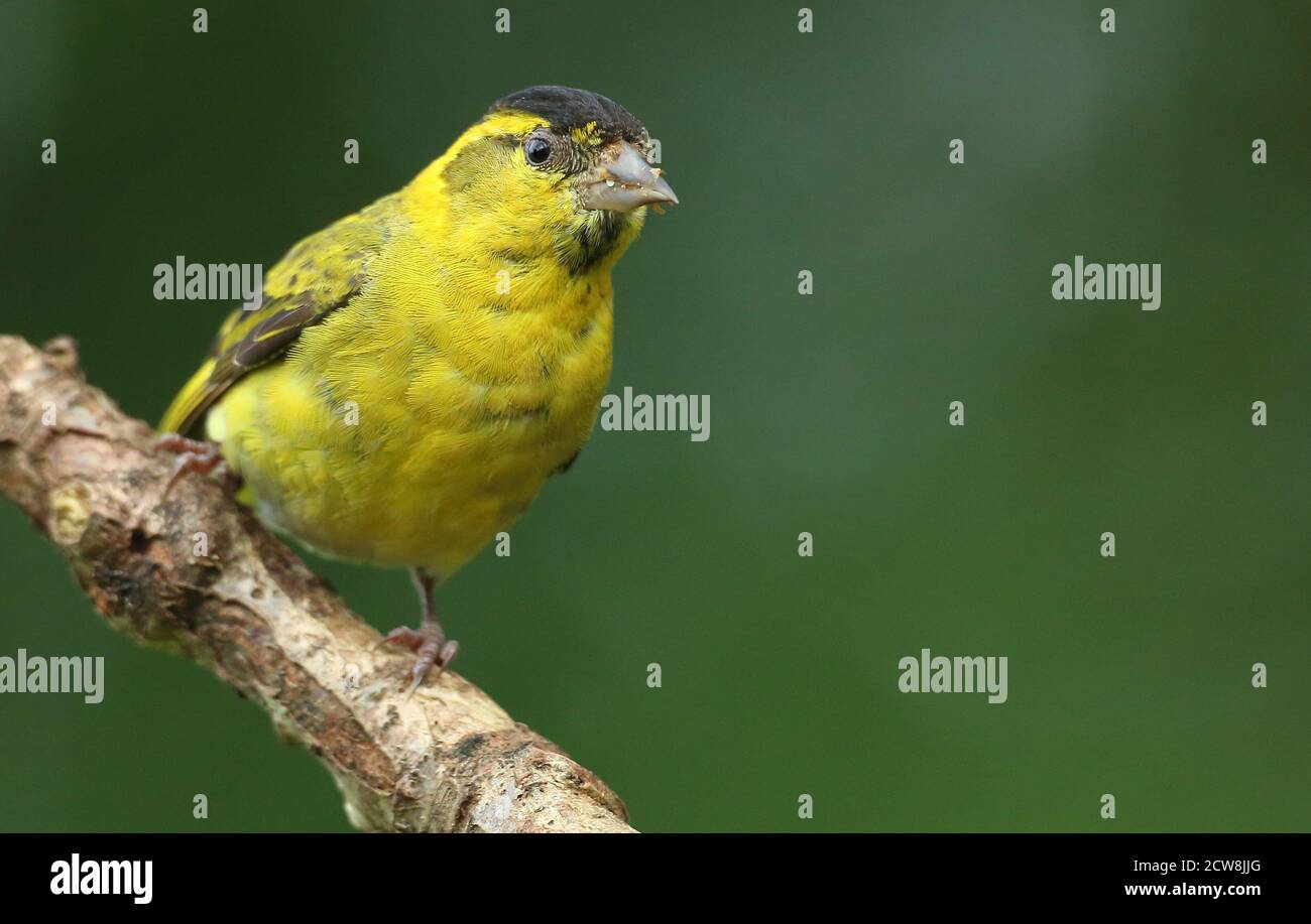 Adult male Eurasian Siskin (Carduelis spinus) perched in woodland. Wales, August 2020. Stock Photo