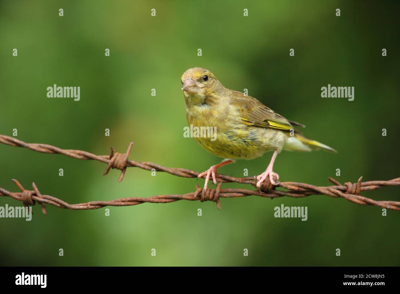 European Greenfinch ( Chloris Chloris ), female bird perched. Taken in Wales 2020. Stock Photo