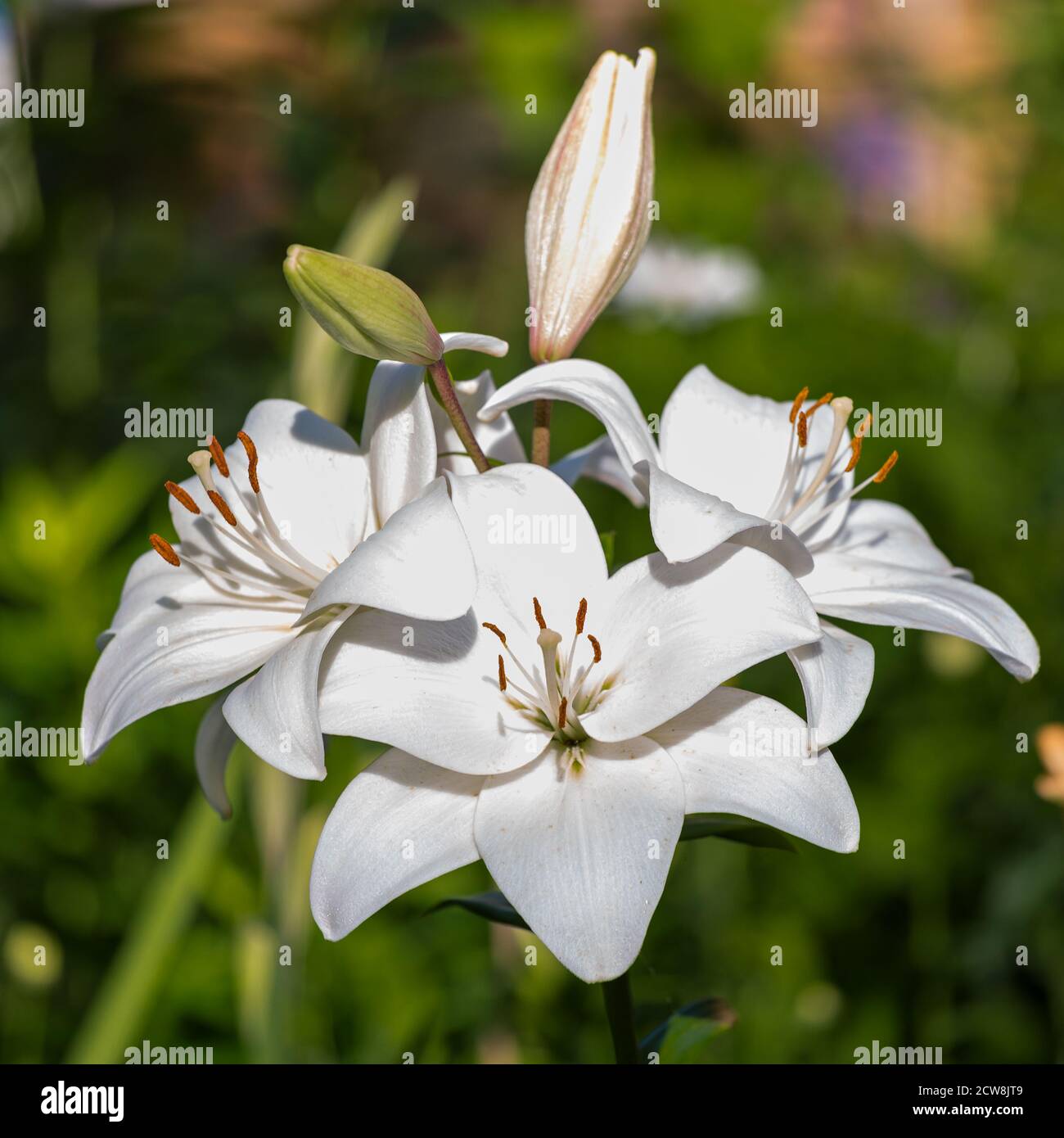 White lily blossom buds hi-res stock photography and images - Alamy