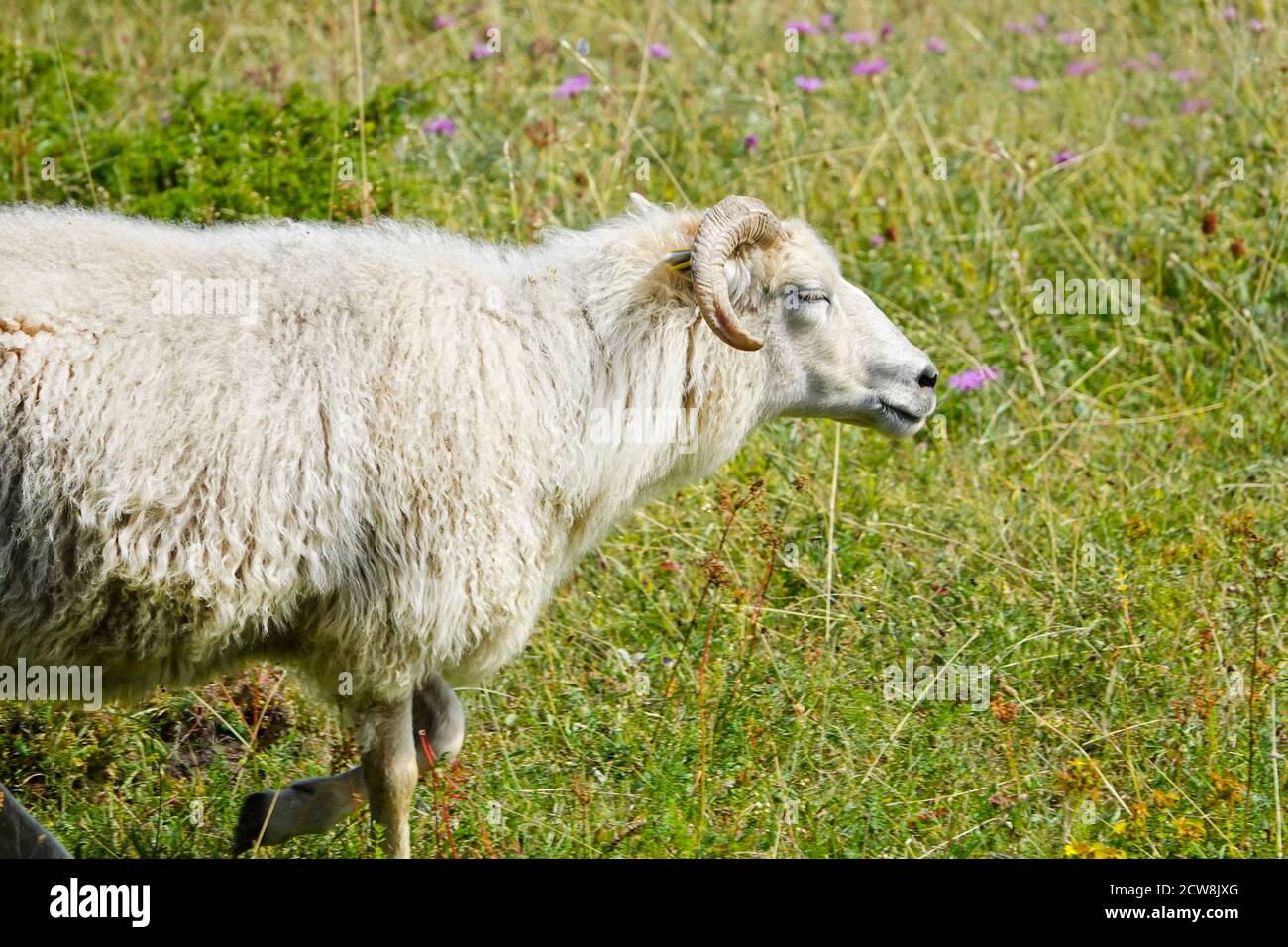 Wild animals with broken horns- sheep portrait. Farmland View of a running Woolly Sheep in a Green Field Stock Photo