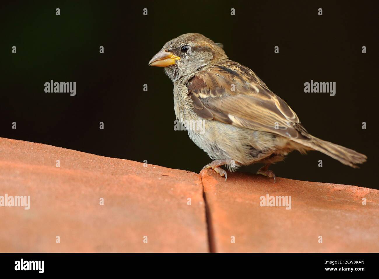 Male House Sparrow (Passer Domesticus) perched on red clay roof tiles in urban environment. August 2020. Stock Photo
