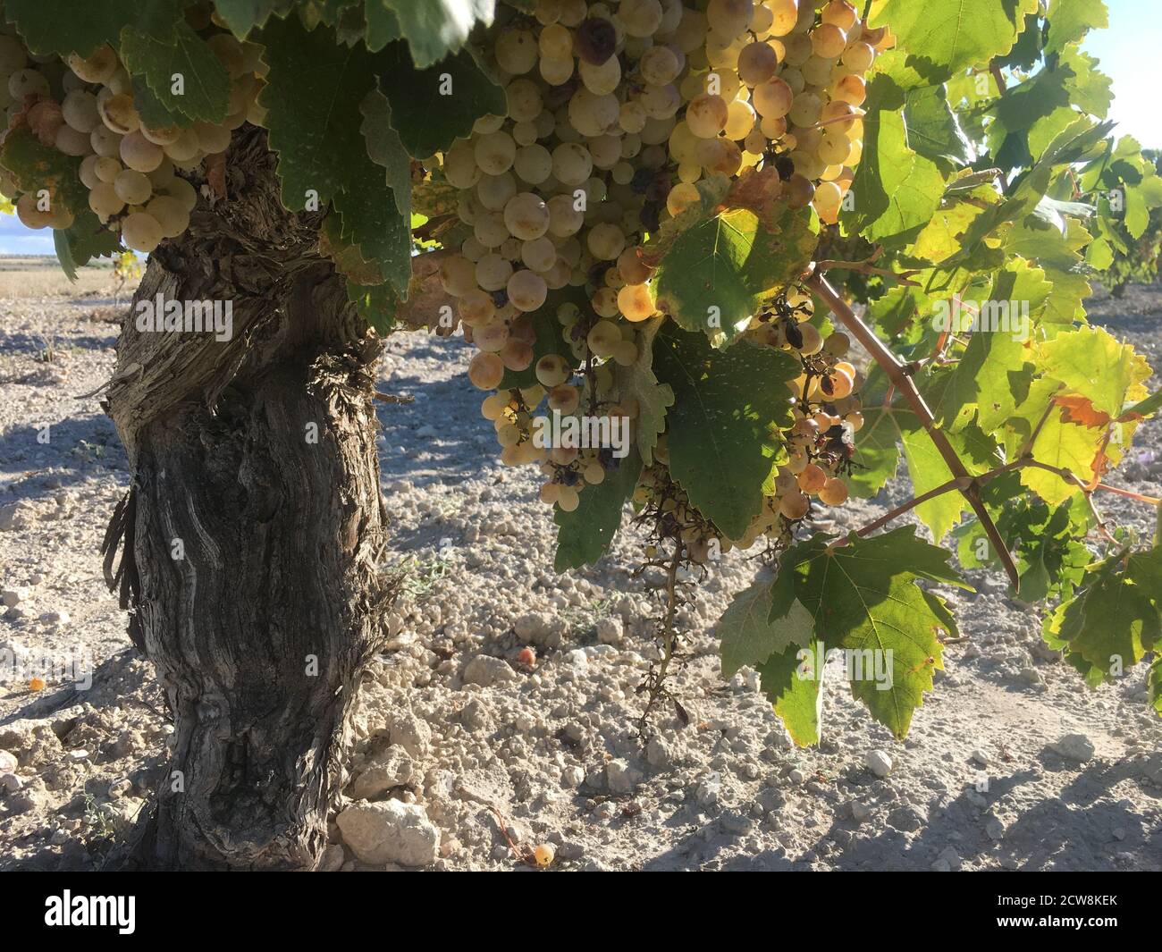 Grape Ripening Process grapes ripening in a vineyard Stock Photo - Alamy