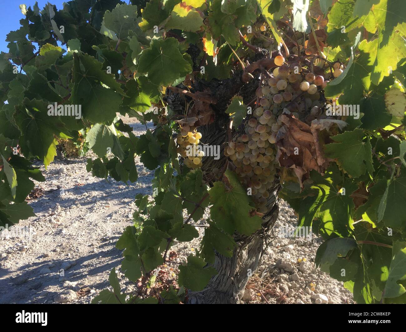 grapes ripening in a vineyard Stock Photo Alamy