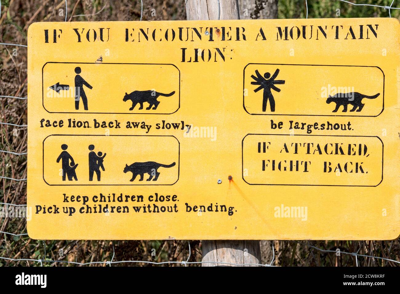If you encounter a mountain lion / cougar / puma (Puma concolor) warning sign showing instructions when in danger of a close encounter Stock Photo