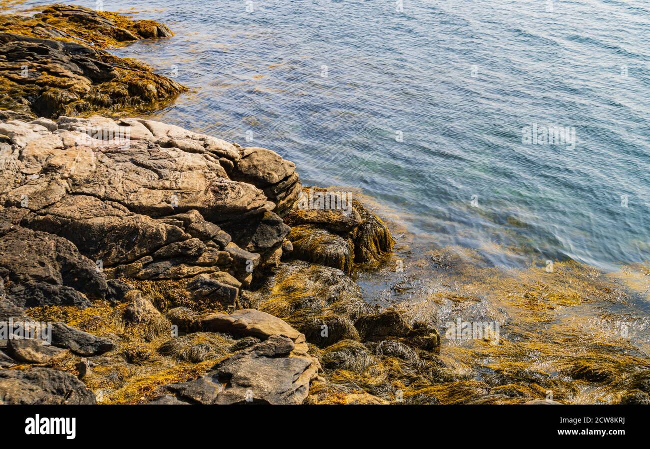 low tide along Maine’s rocky coastlines with Rockweed, an  important seaweed in the intertidal habitat Stock Photo