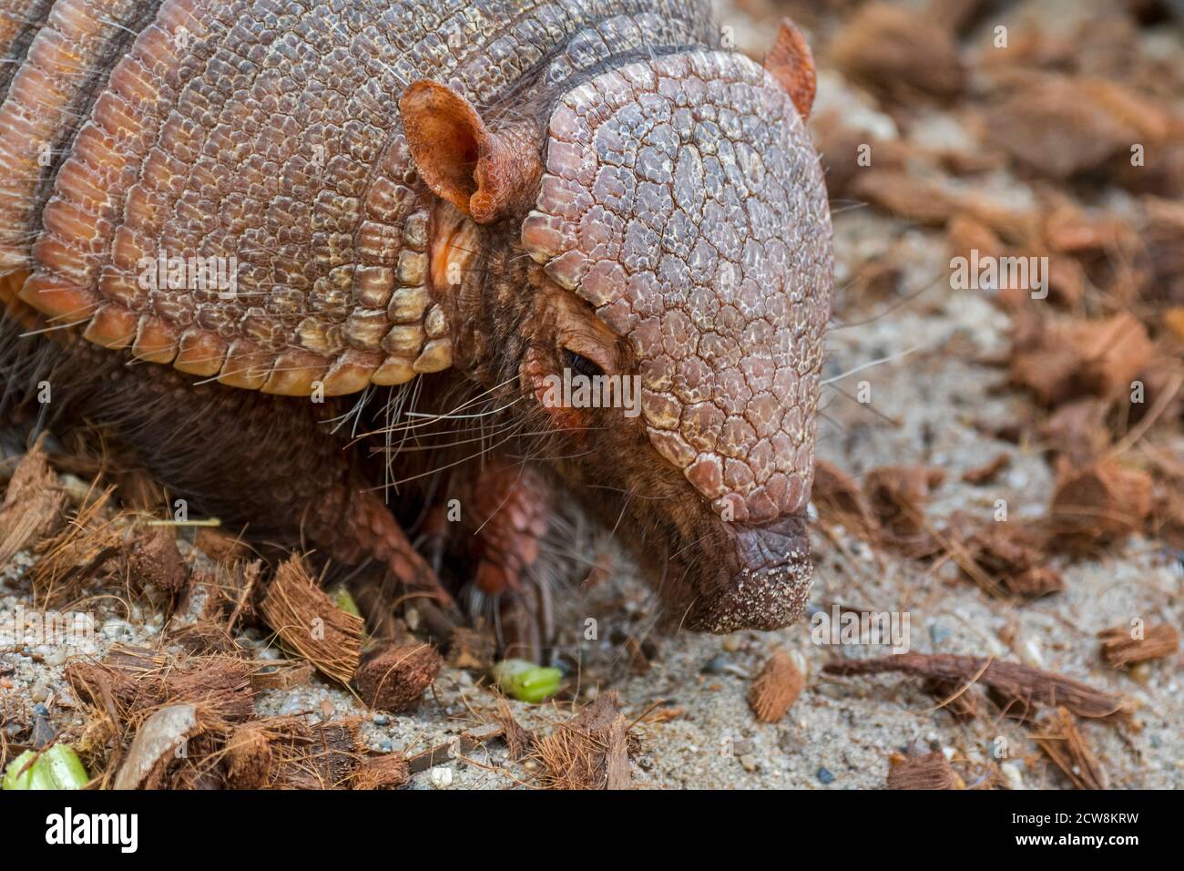 Screaming hairy armadillo / small screaming armadillo (Chaetophractus vellerosus), burrowing armadillo native to South America Stock Photo