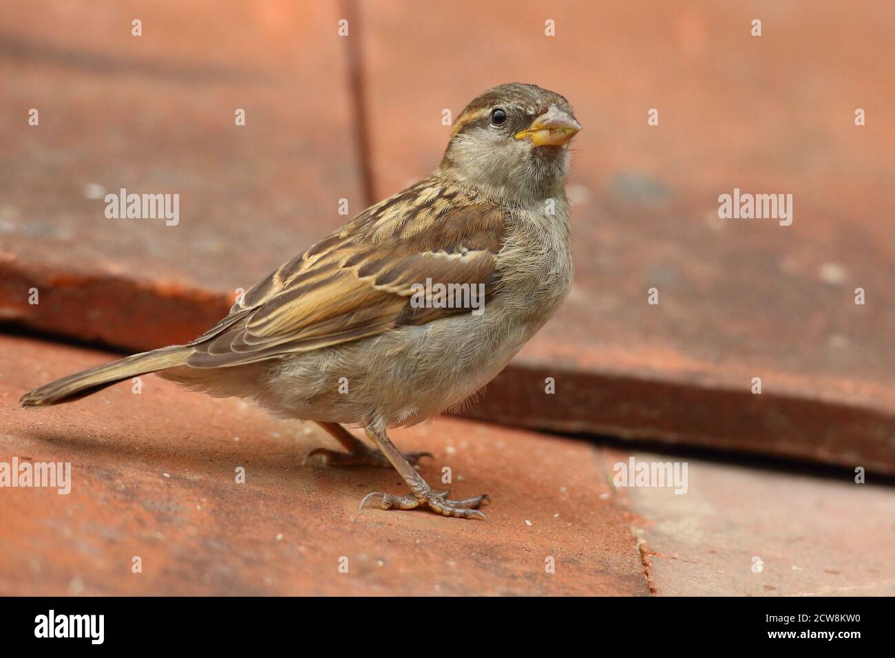 Female House Sparrow (Passer domesticus) on clay roof tiles. Taken August 2020. Stock Photo