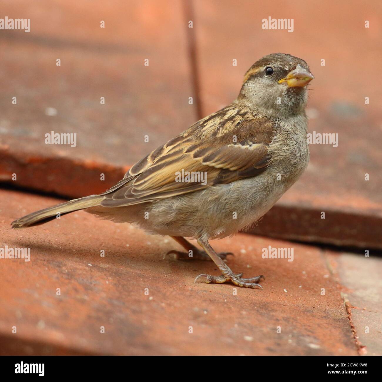 Female House Sparrow (Passer domesticus) on clay roof tiles. Taken August 2020. Stock Photo
