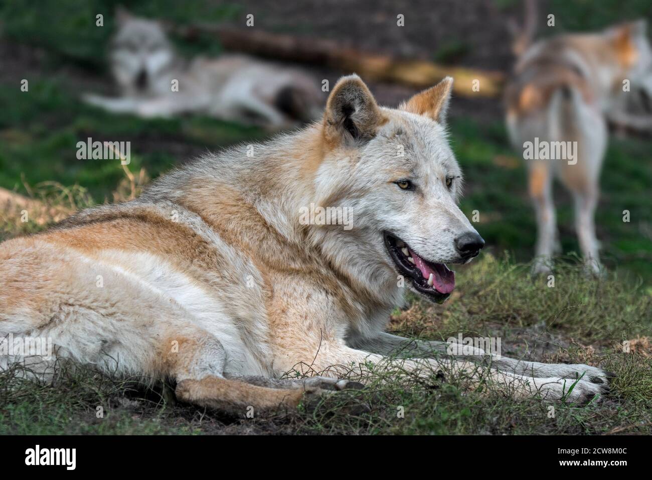 Northwestern wolves / Mackenzie Valley wolf (Canis lupus occidentalis) pack resting in forest, native to western North America, Canada and Alaska Stock Photo