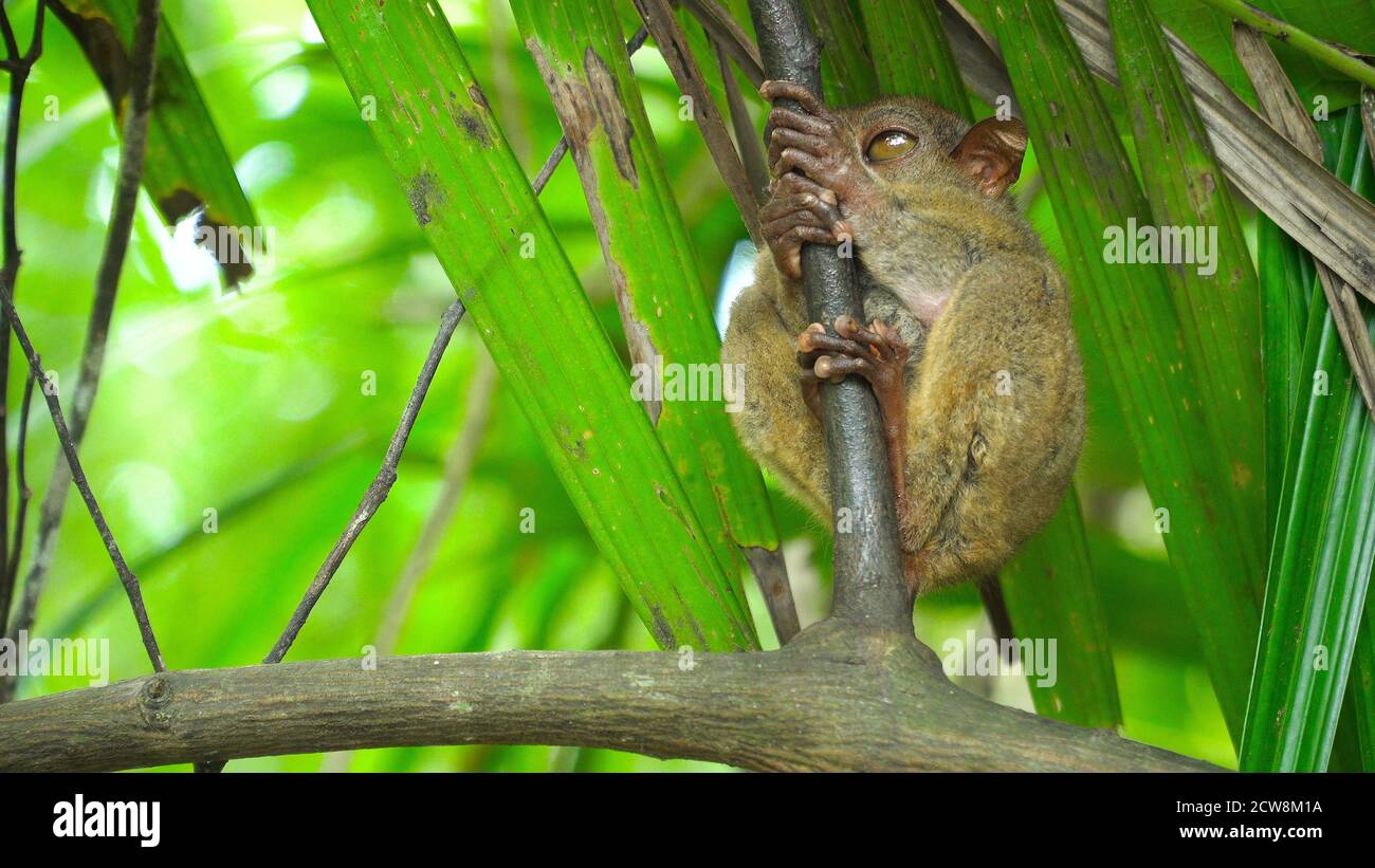 Tarsier sitting on a branch withgreen leaves. The smallest primate in ...