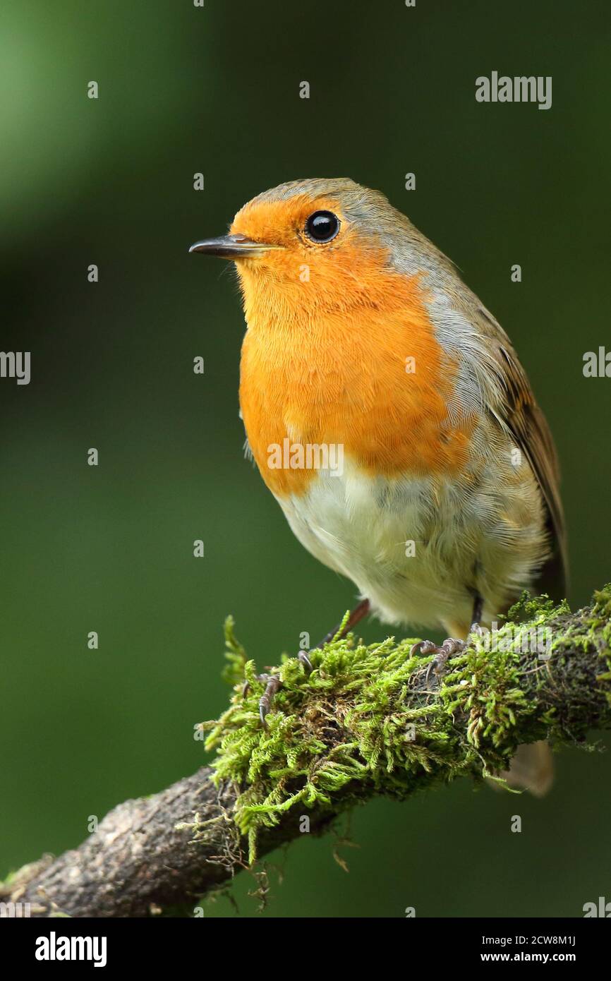 European Robin ( Erithacus rubecula ) perched in mossy setting, taken Wales 2020. Stock Photo