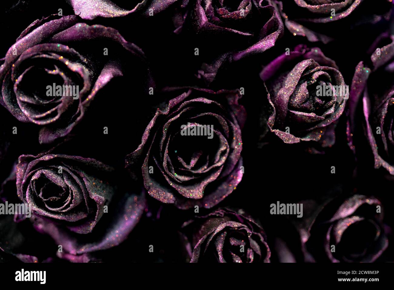 Beautiful dark pink roses. Natural flower background. Texture of delicate  petals Stock Photo - Alamy