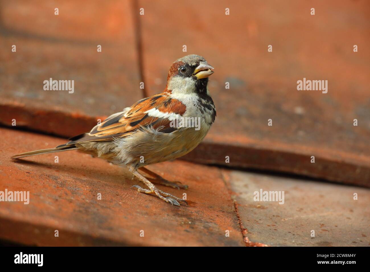 Sparrow Bird Town Uk Hi res Stock Photography And Images Alamy Sparrow Bird Town Uk Hi res Stock Photography And Images Alamy