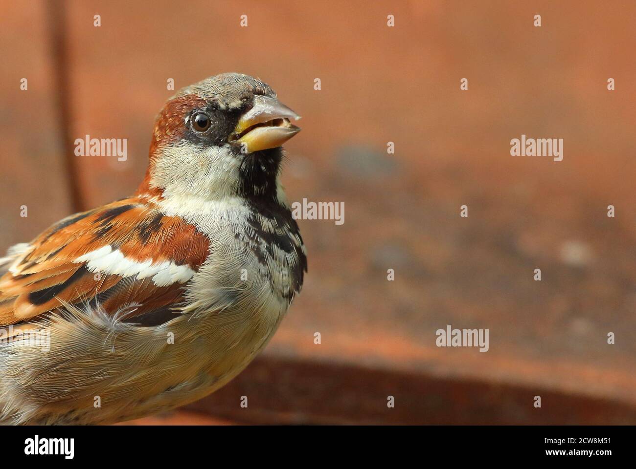 Uk Sparrow Hi res Stock Photography And Images Alamy uk-sparrow-hi-res-stock-photography-and-images-alamy