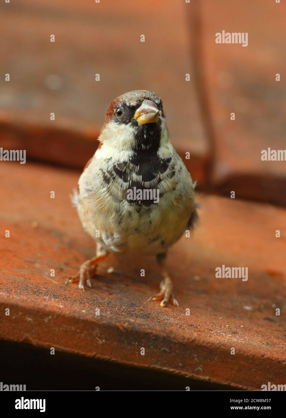 passer-domesticus-city-hi-res-stock-photography-and-images-alamy
