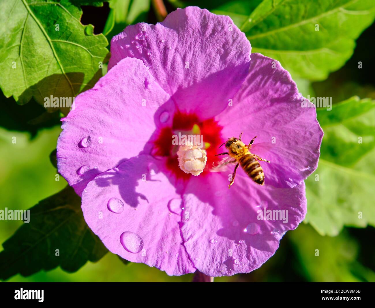 Honey bee flies up to a Hibiscus flower while collecting nectar