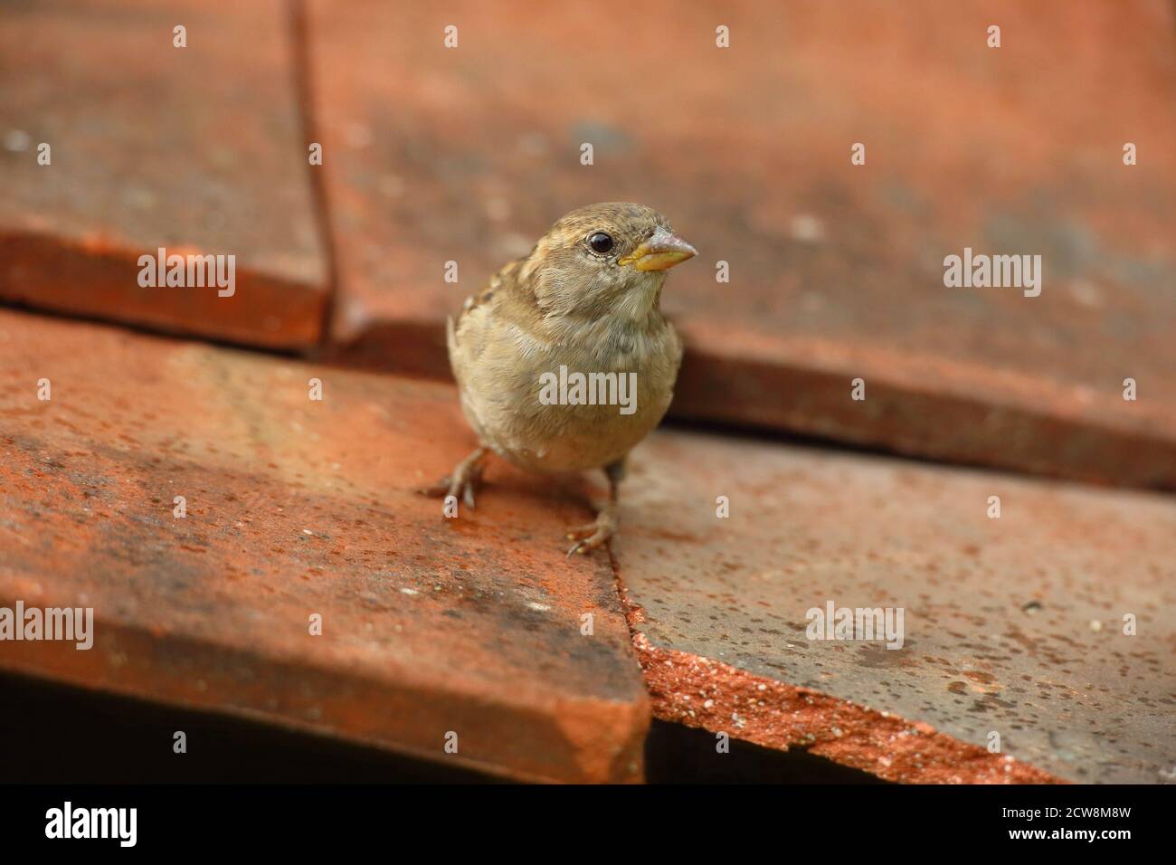 Female House Sparrow (Passer domesticus) on clay roof tiles. Taken August 2020. Stock Photo