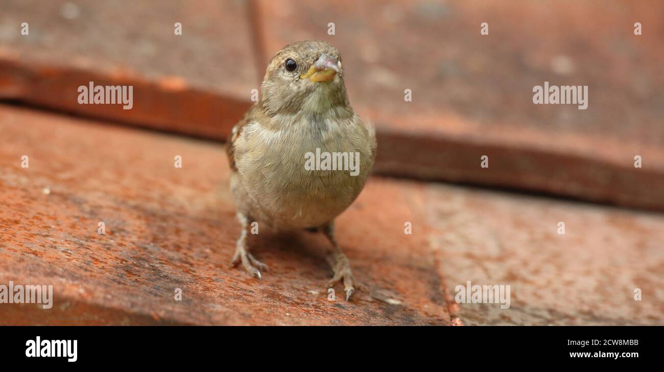 Female House Sparrow (Passer domesticus) on clay roof tiles. Taken August 2020. Stock Photo