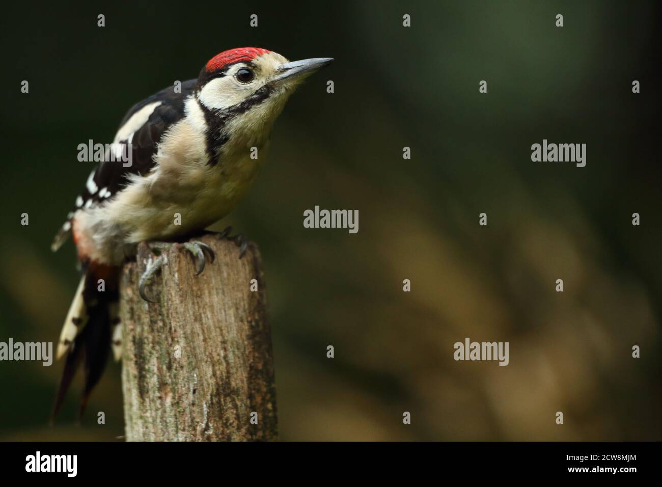 Portrait of juvenile Great Spotted Woodpecker ( Dendrocopos major ) showing distinctive red markings in Welsh woodland, summer 2020. Stock Photo