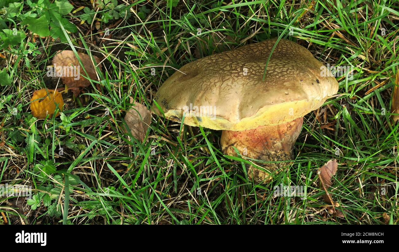 Mushroom in the grass Stock Photo Alamy