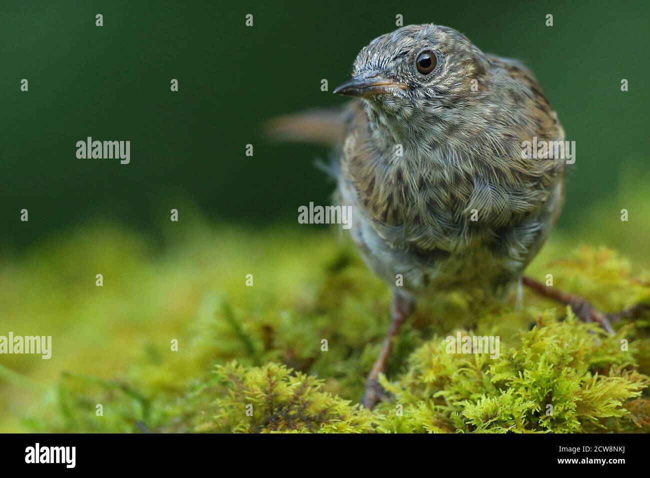 Dunnock or Hedgesparrow ( Prunella modularis ) perched, taken in Wales 2020. Stock Photo
