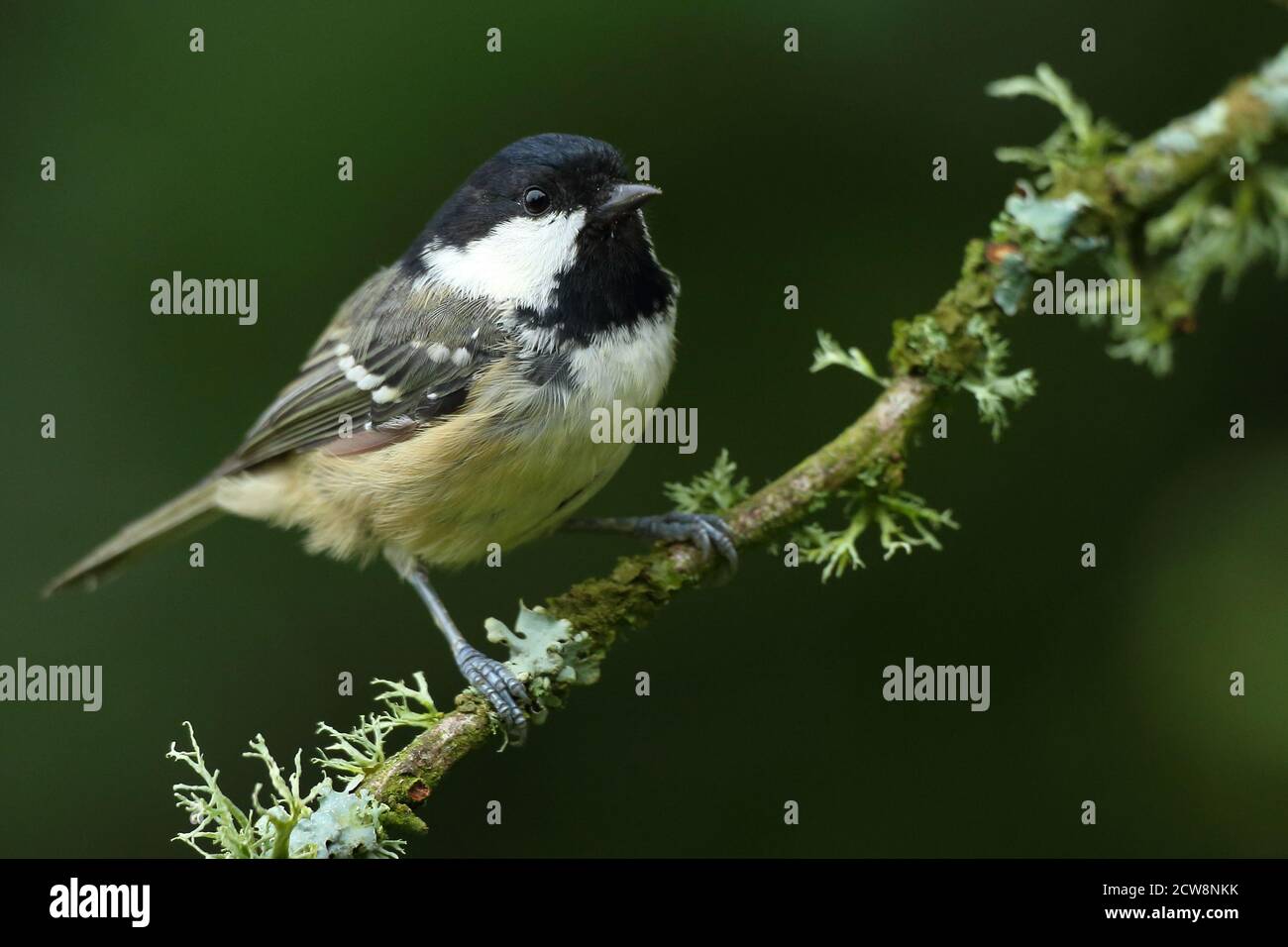 Coal Tit ( Periparus ater ) in woodland perching and showing adult plumage, taken in Wales 2020. Stock Photo