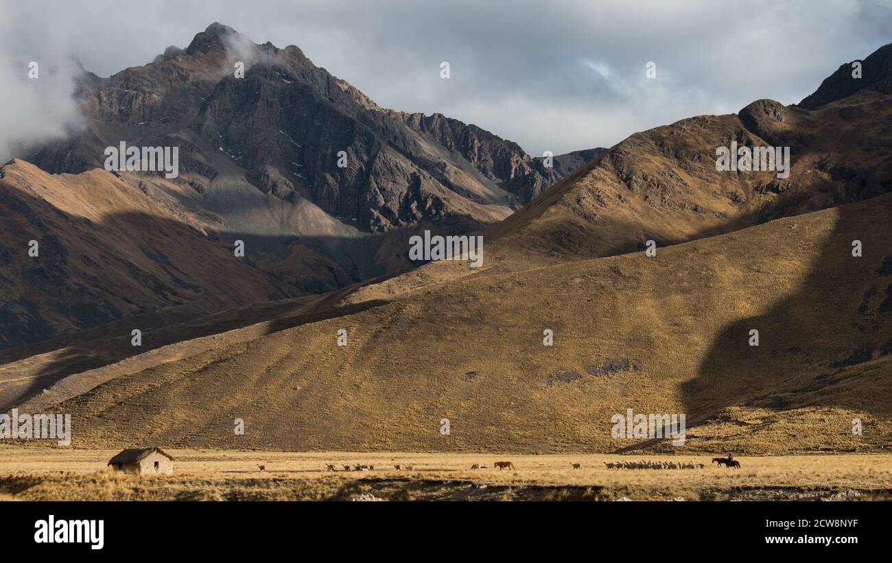 Wide shot of a Peruvian farmer herding alpaca high in the Andes mountains Stock Photo