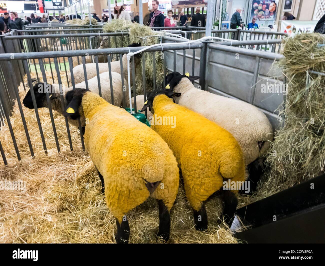 Sheep suffolk black head hi-res stock photography and images Sheep suffolk black head hi-res stock photography and images