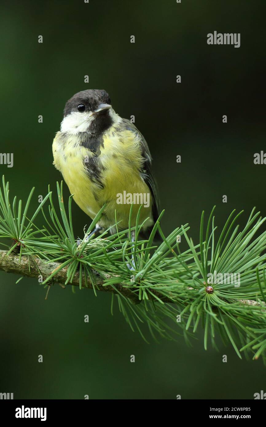 Adult Great Tit bird ( Parus major ) perched in woodland, taken in Wales 2020. Stock Photo