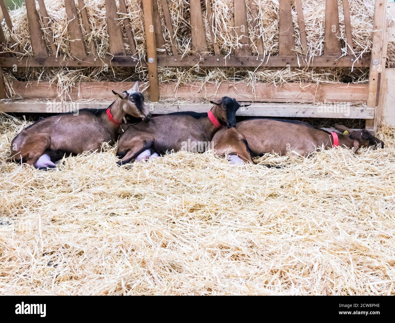 Baby goats sleeping hires stock photography and images Alamy