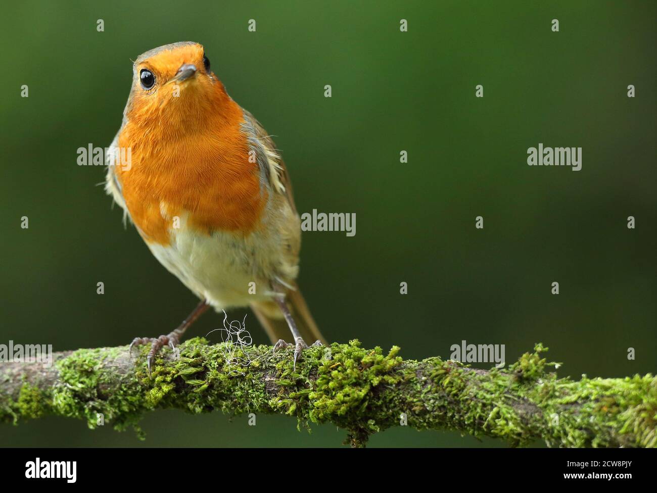 European Robin ( Erithacus rubecula ) perched in mossy setting, taken Wales 2020. Stock Photo