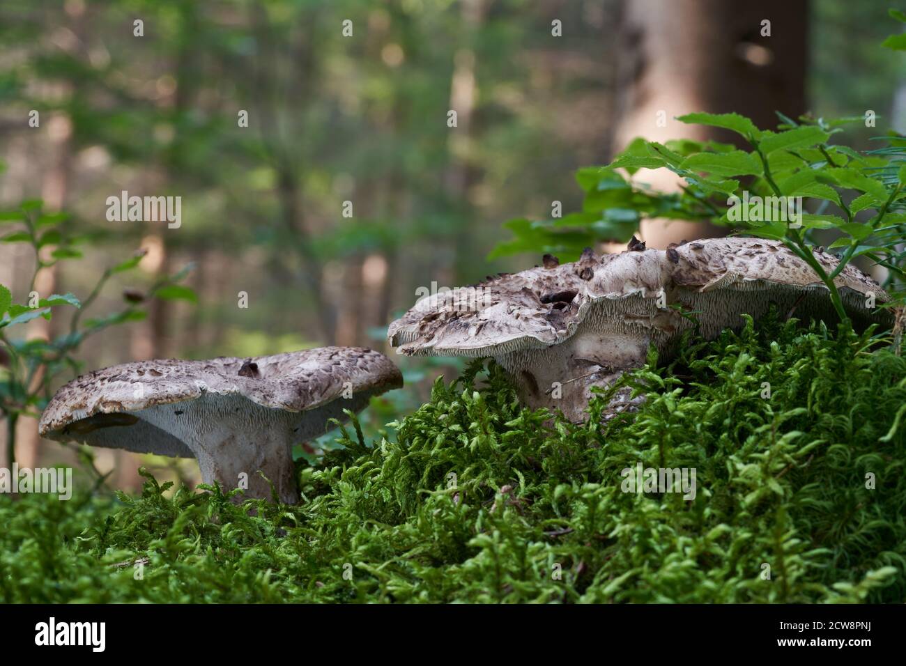 Edible mushroom Sarcodon imbricatus in the spruce forest. Known as shingled hedgehog. Two wild mushrooms growing in the moss, forest in background. Stock Photo