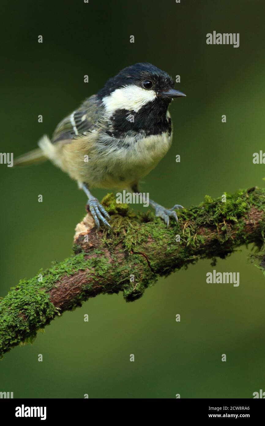 Coal Tit ( Periparus ater ) in woodland perching and showing adult plumage, taken in Wales 2020. Stock Photo