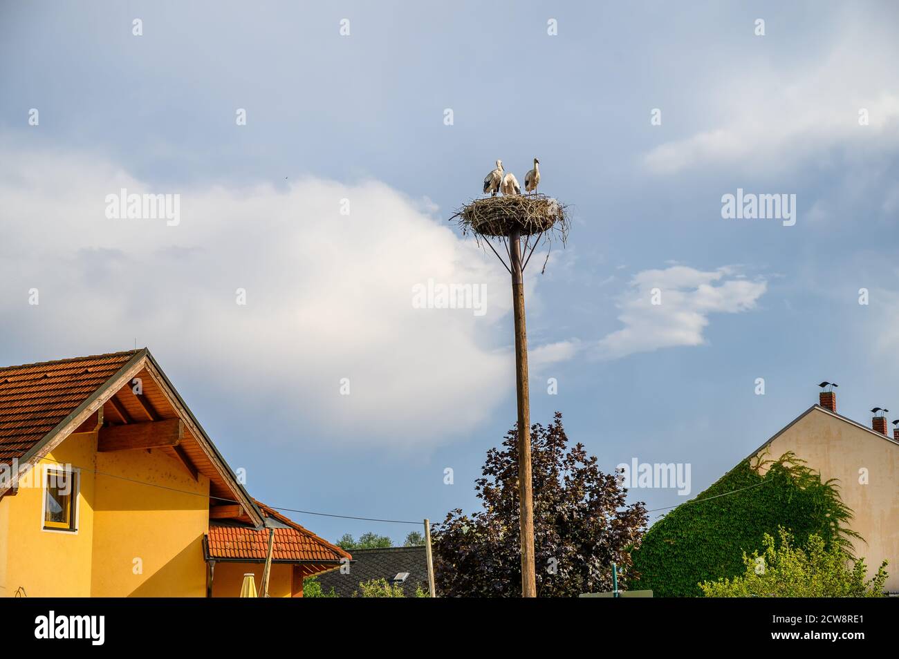 Three storks in nest on wooden column in Marchegg (AUSTRIA) Stock Photo