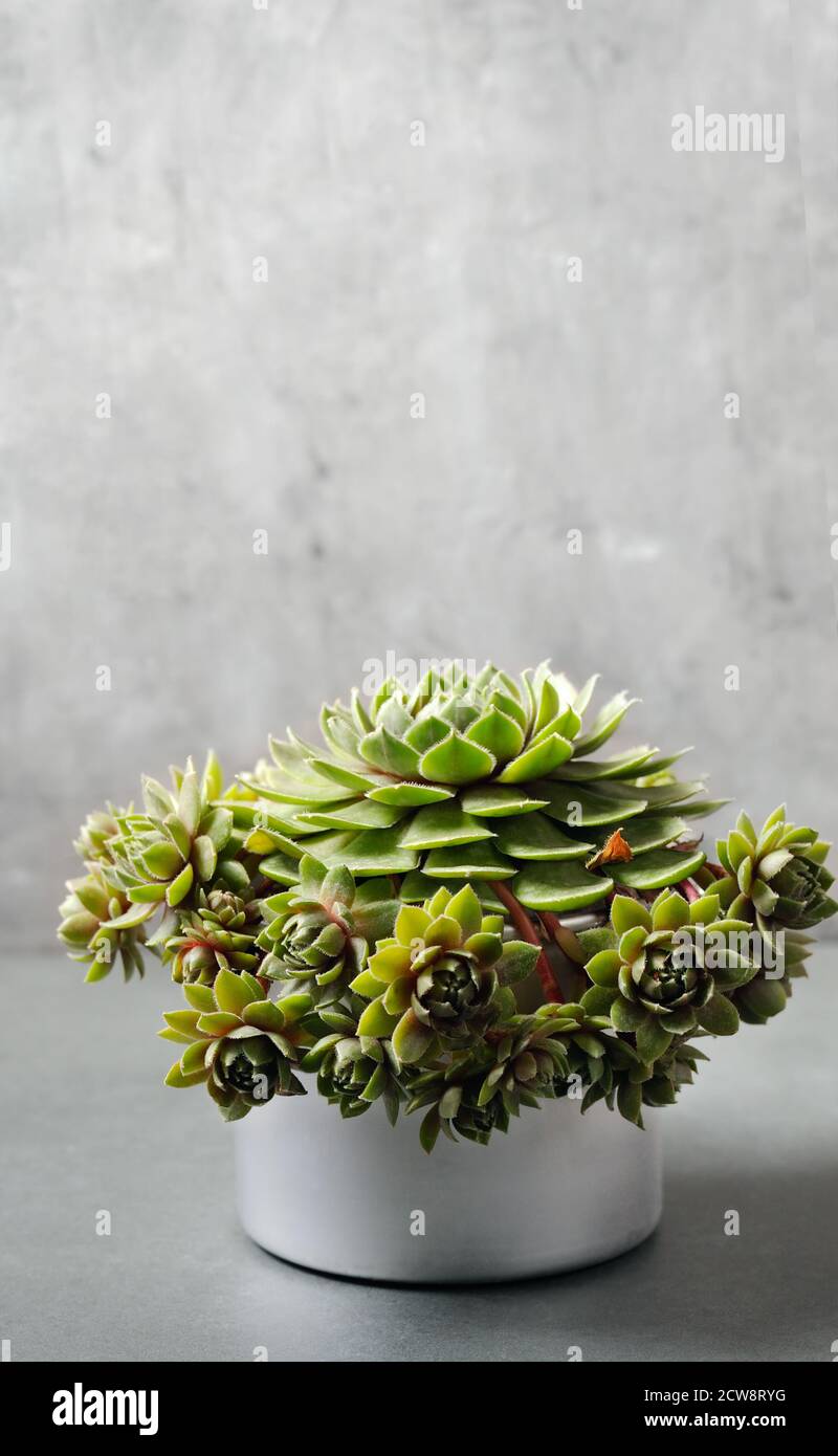 Potted miniature succulent plant. Plant nursery in your own home Image with natural light. Vertical orientation. Stock Photo