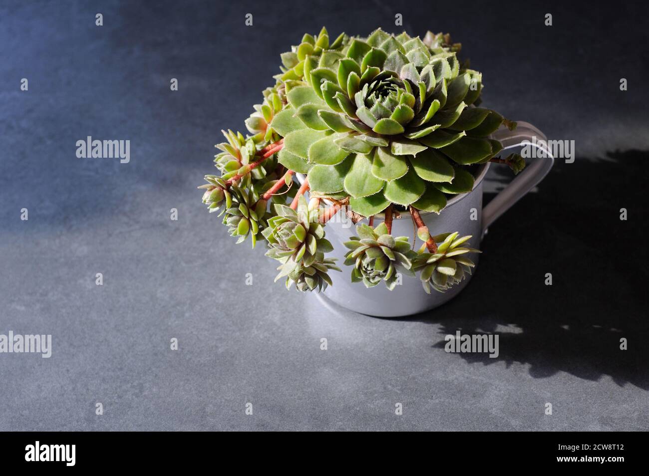 Homegrown succulent plant in the сup on the gray background with natural sunlight and hard shadows.Horizontal orientation with place for text. Stock Photo