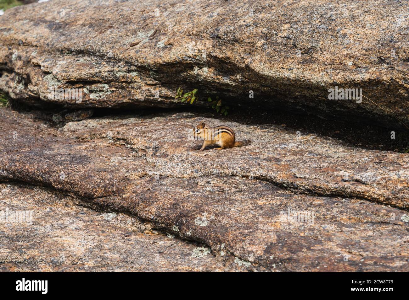 A small chipmunk on a hiking trail in the Adirondacks Stock Photo