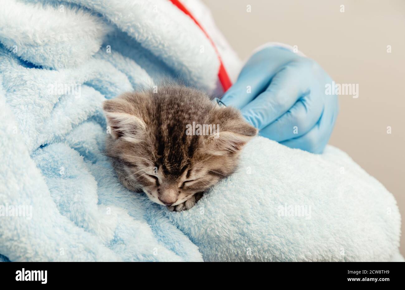 Veterinarian in gloves listening with stethoscope cat's heartbeat, tabby kitten. Little ill baby cat on blue plaid. Veterinary clinic, veterinarian Stock Photo