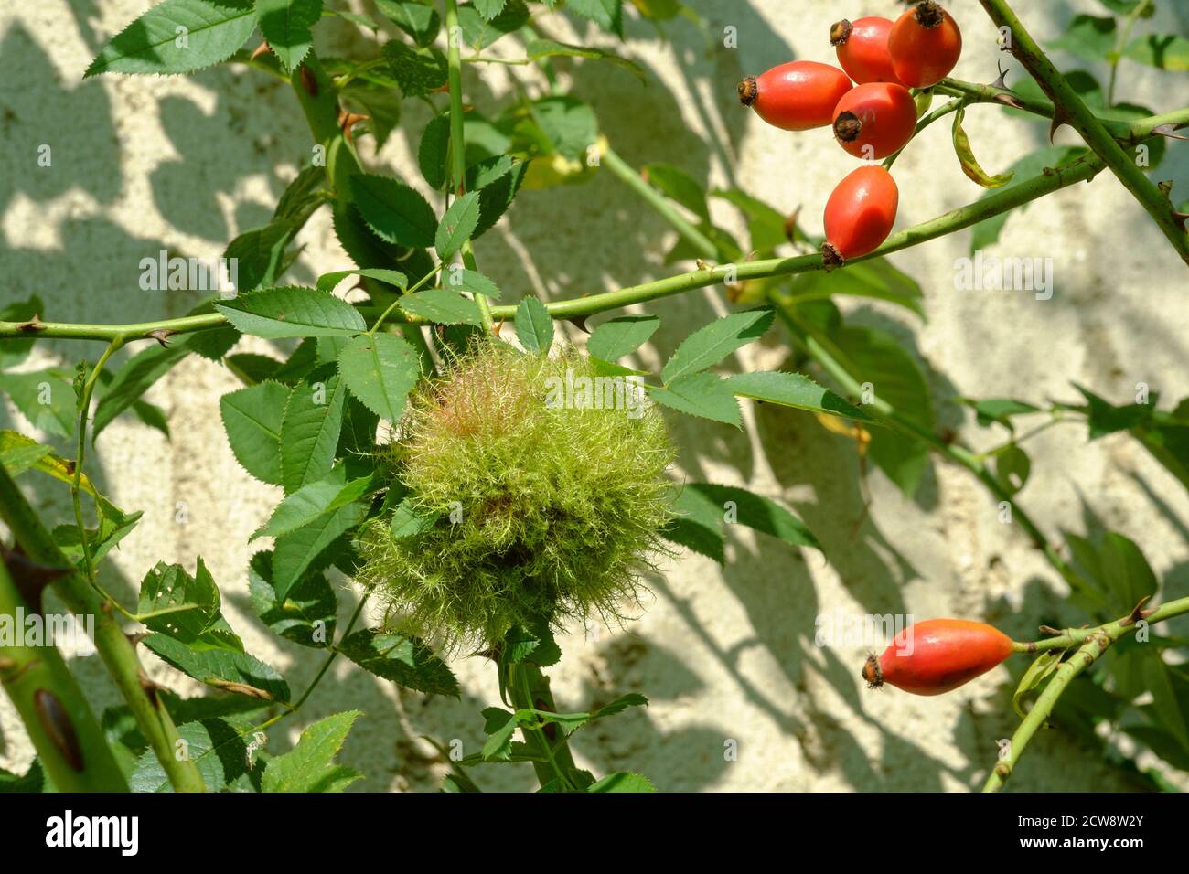 rose bedeguar gall or robins pin cushion growth on rose bush caused by the gall wasp diplolepis rosae zala county hungary Stock Photo